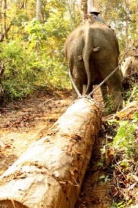burma logging elephant