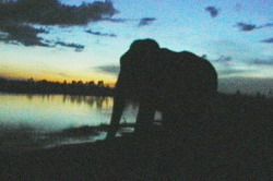 wild elephants cambodia