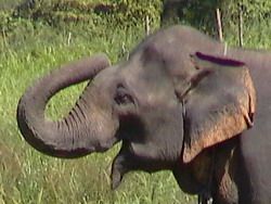 borneo elephant