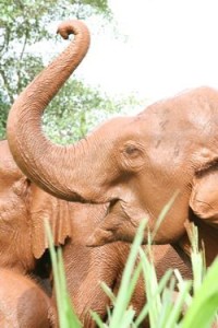 domesticated elephants Indonesia