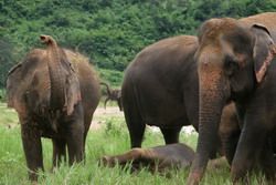 domesticated elephants nepal