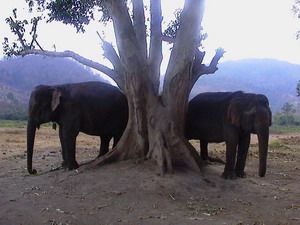 elephants bhutan