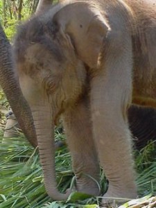 malaysian baby elephant