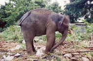 rubbish dump elephant