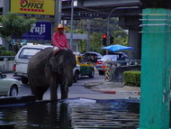 thai_street_elephant