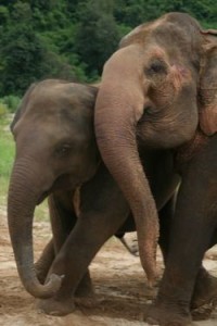 wild elephants indonesia