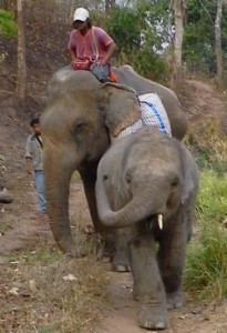 cambodian elephant