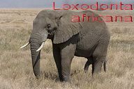 320px-Serengeti_Elefantenbulle text