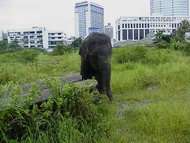 bangkok_elephant