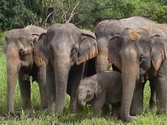 elephant_family_tj