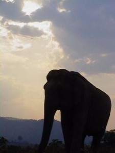 elephants bangladesh