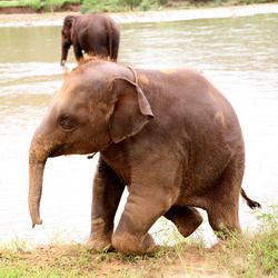 nepal elephant conservation