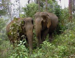 thailand elephant conservation