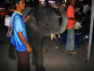 trick_elephant