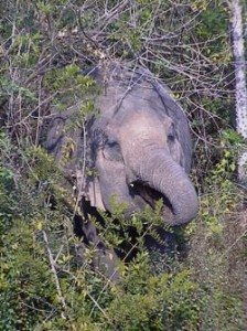 wild elephant india