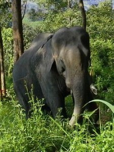 wild elephants malaysia