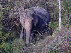 wild elephants thailand